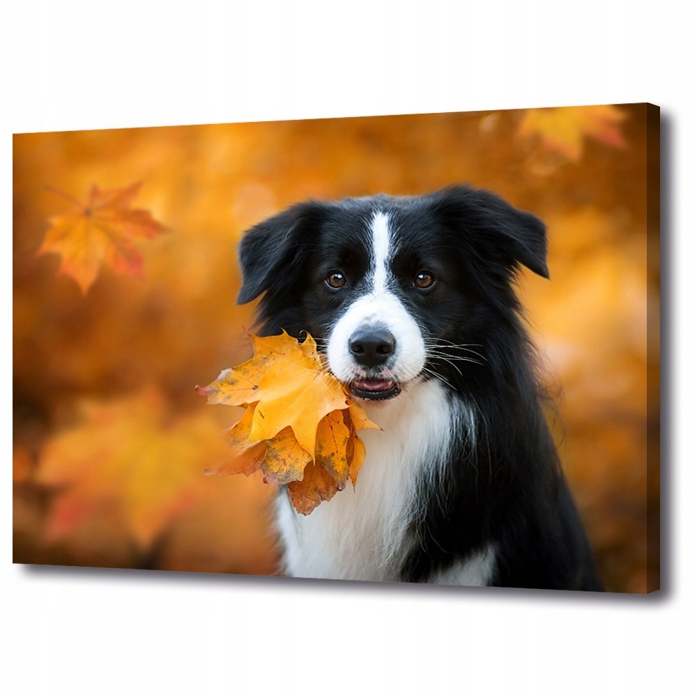 

Obraz wystrój płótno Pies Border collie 70x50