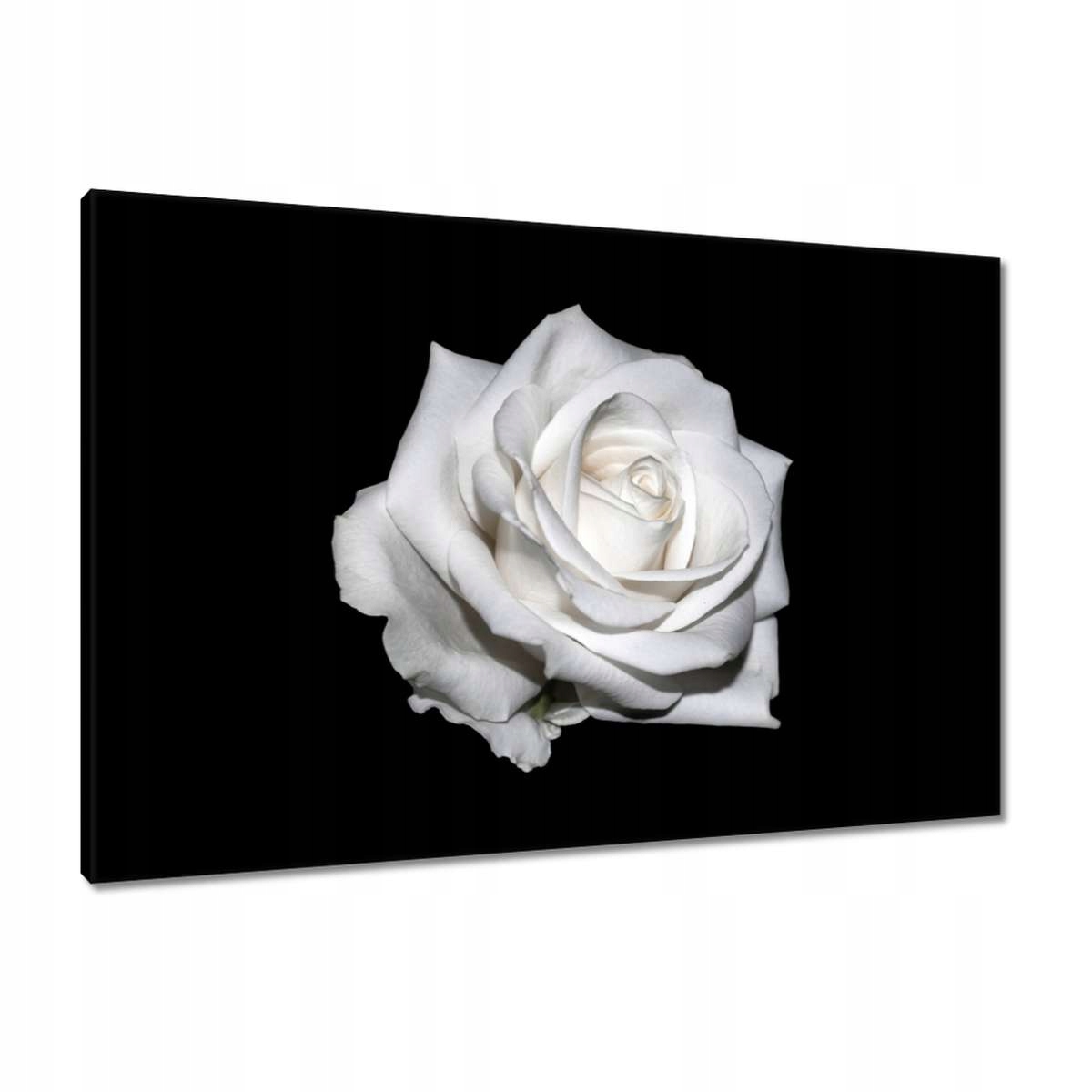 Obrazy 90x60 Růže Květina Květiny Růže