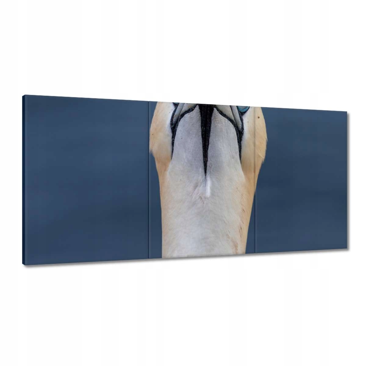 Obrazy 180x90 Vtáky Vtáky