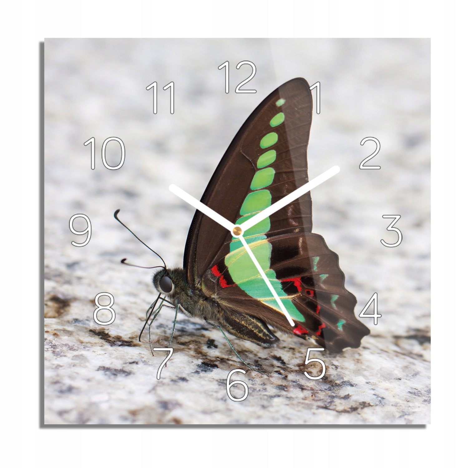 

Motyl owad ziemia zegar na szkle nowoczesny 30x30