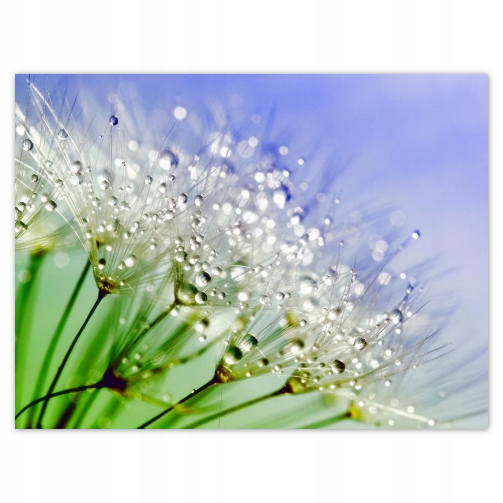 

Plakat 40x30 Dmuchawiec Krople rosy
