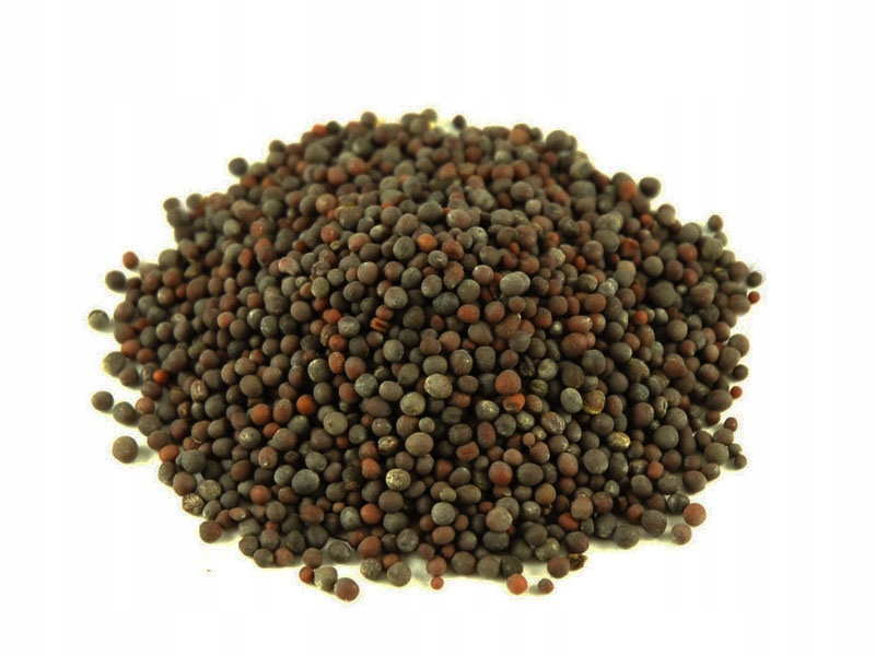 Levně Hořčice Černá Celá Zrna 10 Kg Hořčičné Zrno