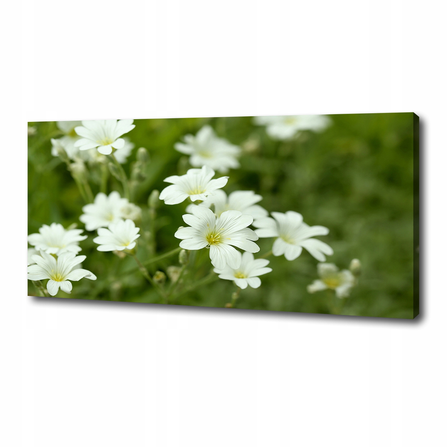 

Foto obraz na płótnie Wiosenne kwiaty 125x50 cm