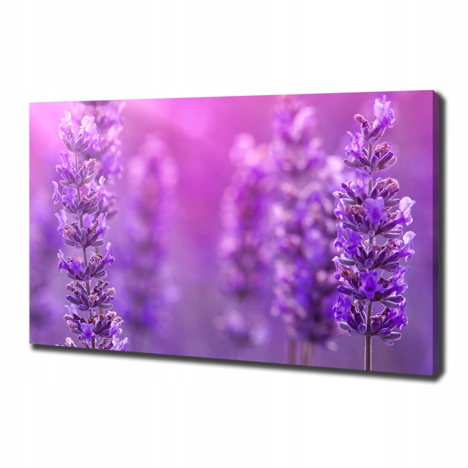 

Foto obraz canvas na ścianę Lawenda 100x70 cm