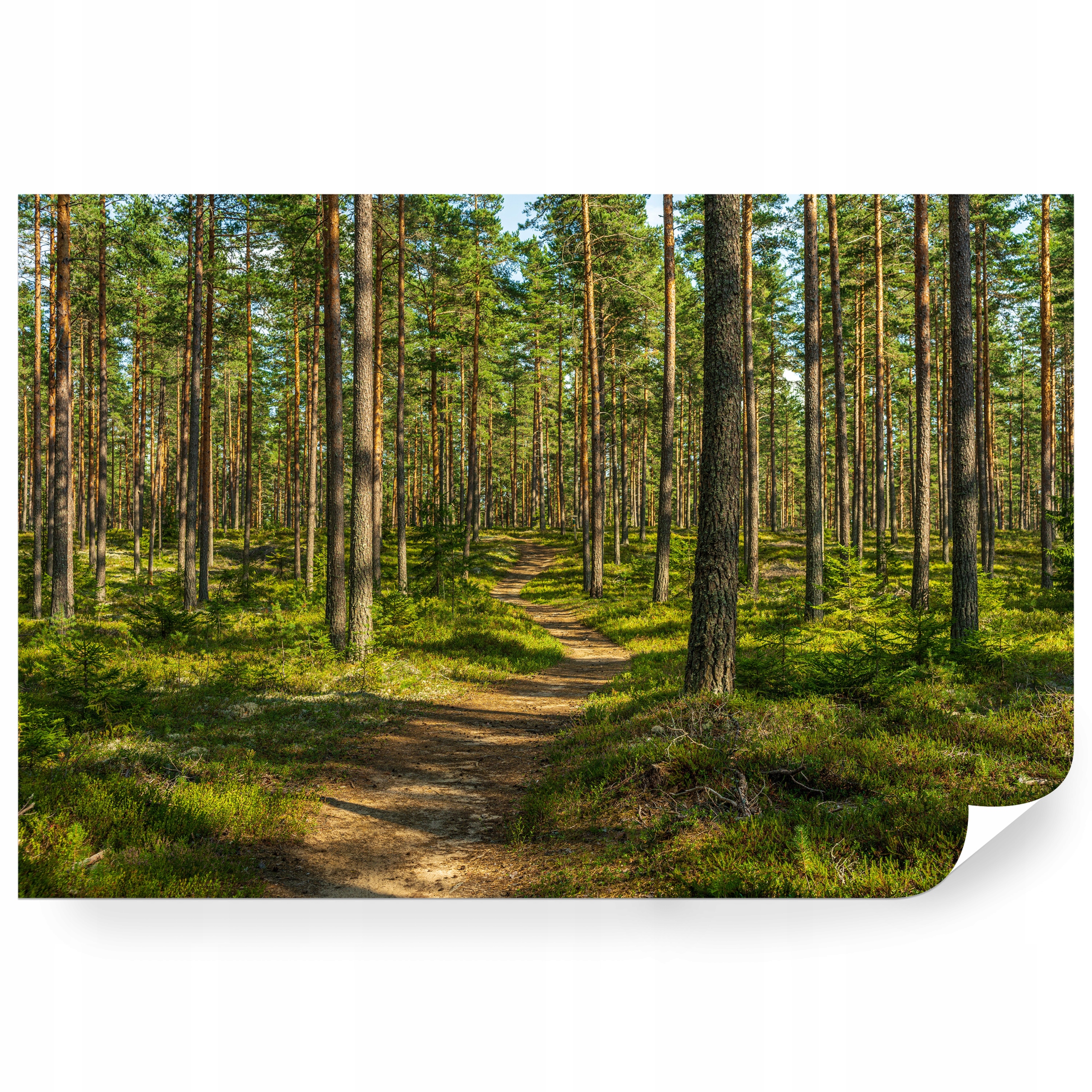 Fototapeta samolepicí Borovicový Les Ve Švédsku 416 x 254 cm