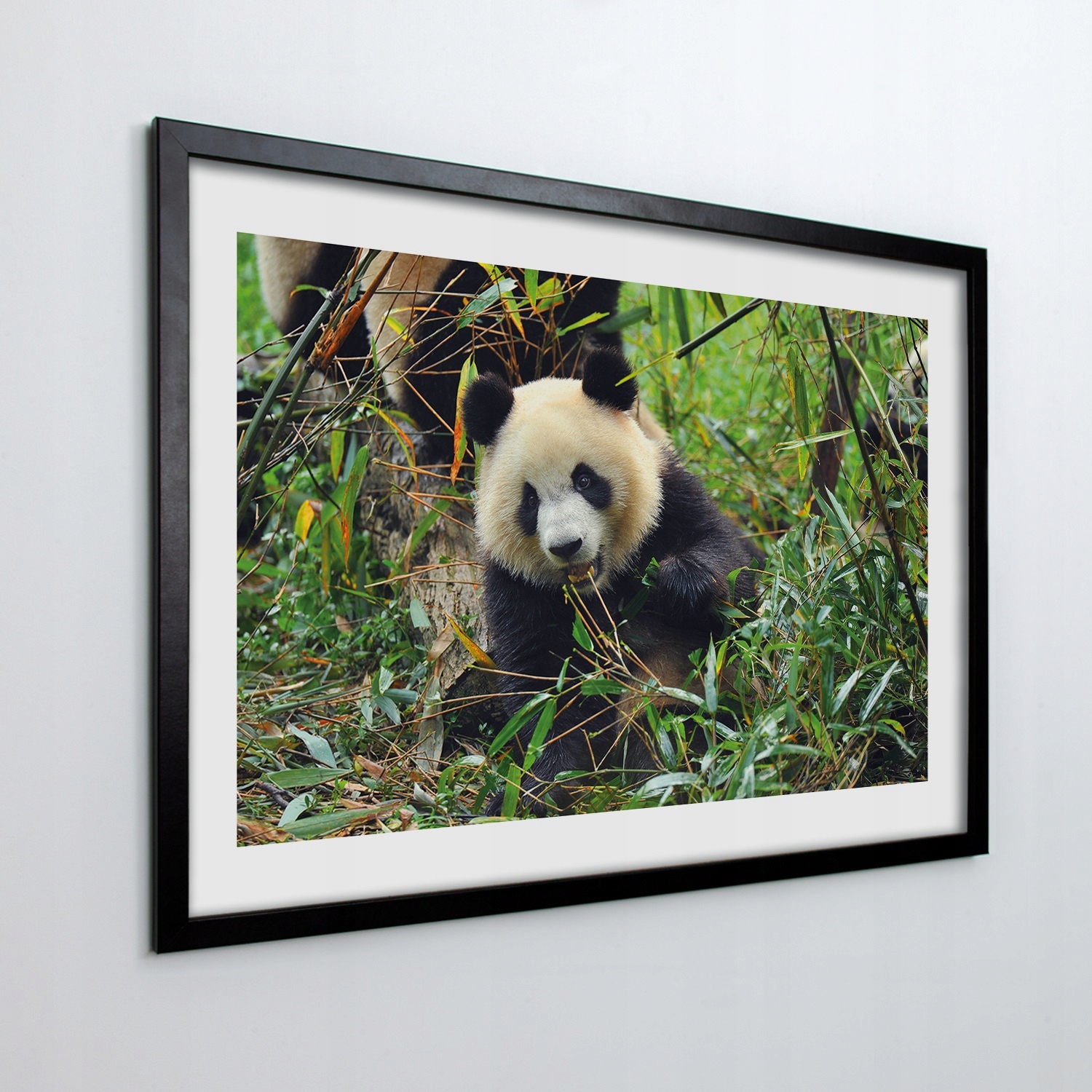 Obraz v ráme na stenu Panda bambus les 70x50