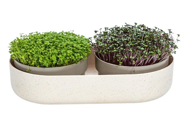 Levně Plastia klíčící miska Microgreens Regrow slonová kost