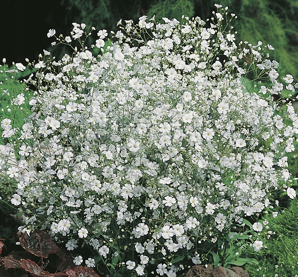 Nasiona Gipsówka wytworna biała, 1g — 4