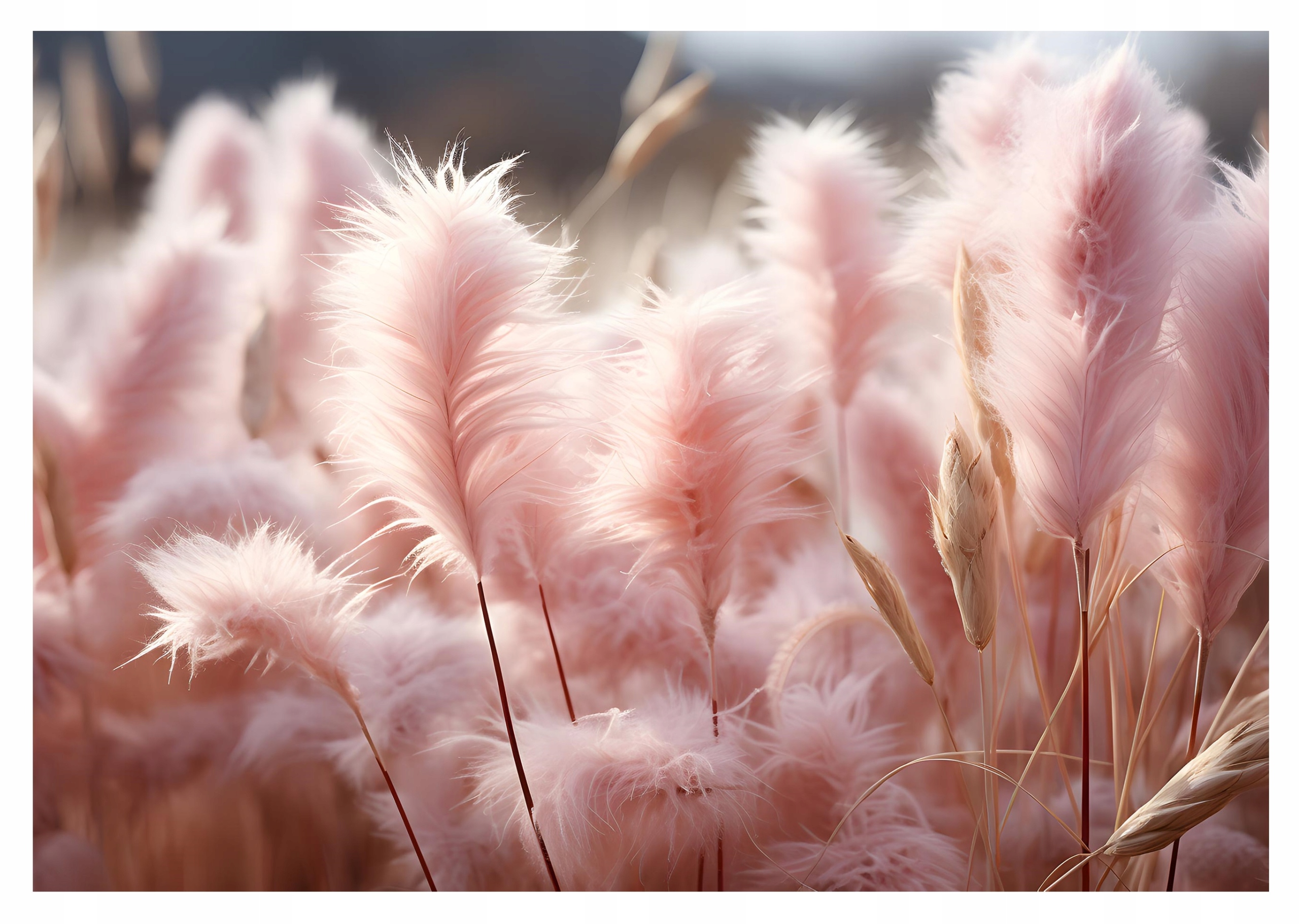 Fototapeta Pampová Tráva Pole Salon 416x254