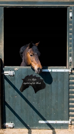 Naklejki ścienne tablicowe KONIE - koń konik EAN (GTIN) 4044879404251