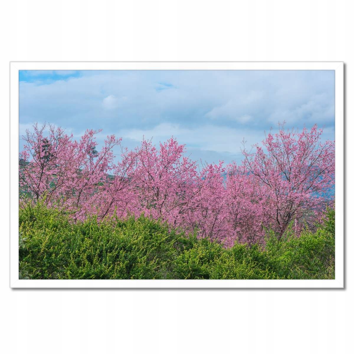 Plakáty v rámu 60x40 Kvetoucí višeň