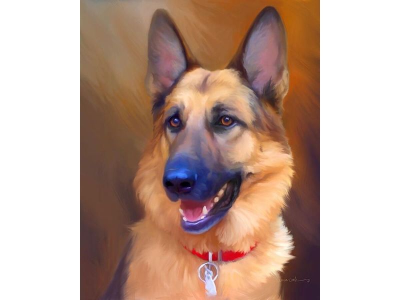 Obraz Malování Podle Čísel Rám 40x50cm Pes Německý Ovčák