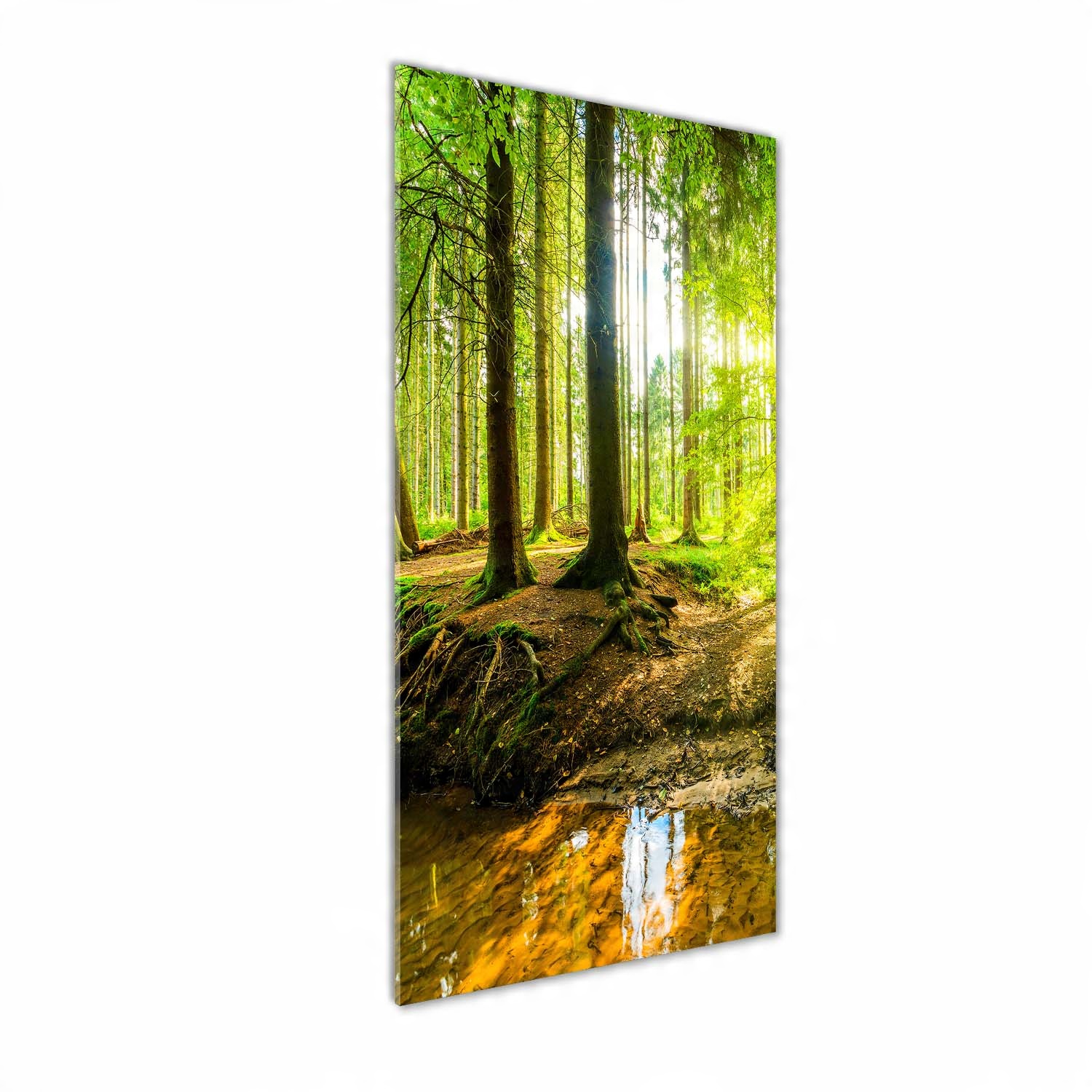 

Foto obraz zdjęcie na szkle Słońce w lesie 50x125