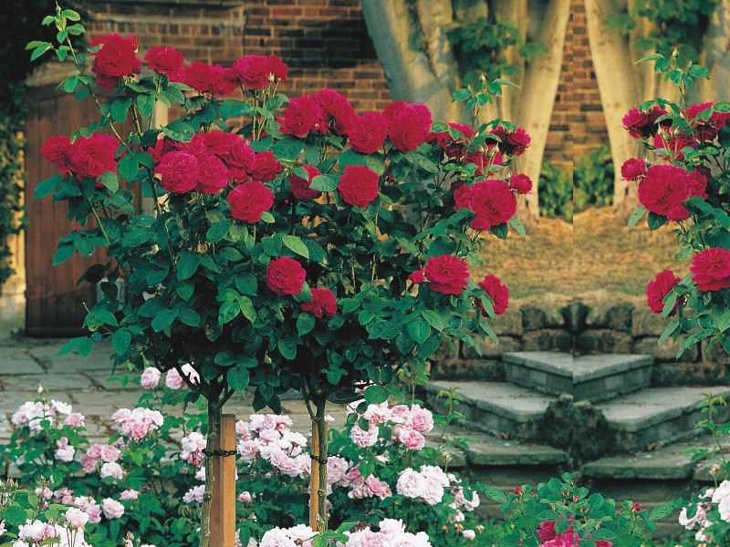 Роза Rose Pienna'Бордовая'