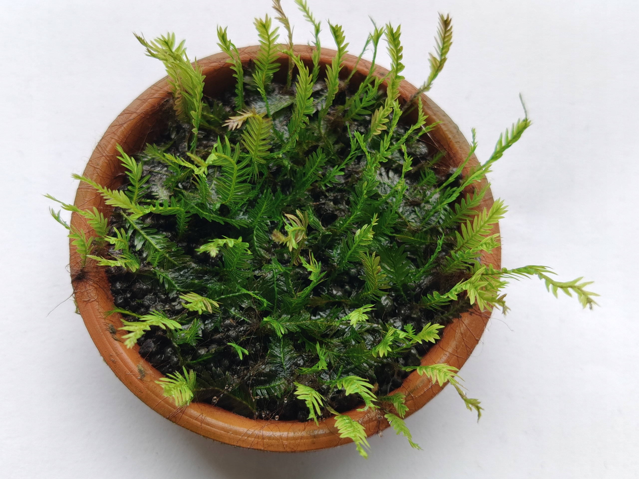 Fissidens Grandifrons - forma emersyjna 5