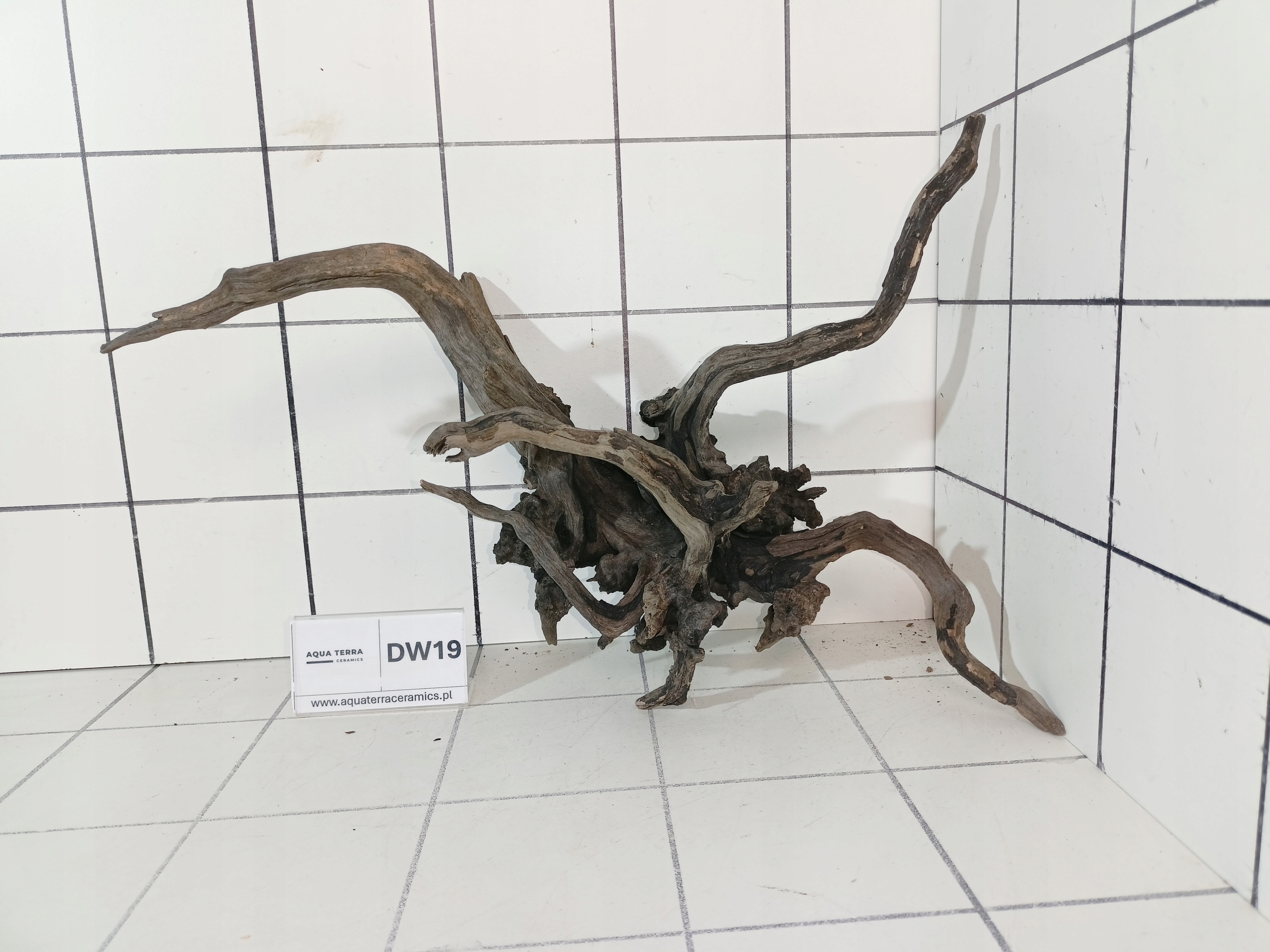 Korzeń Premium Spider Wood 19 Naturalny Gotowy do Akwarium Terrarium Ozdoba