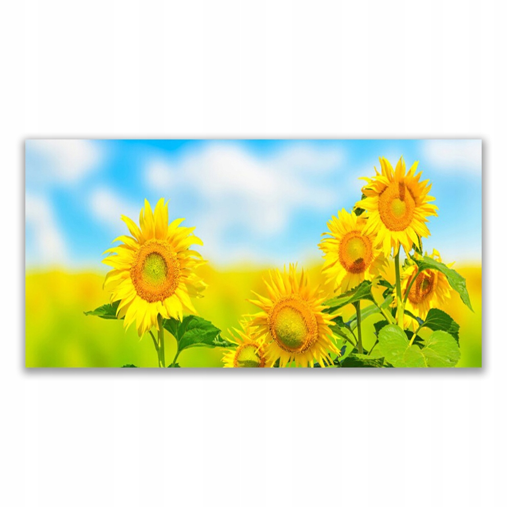 

Obraz nowoczesny 140x70 Słonecznik Kwiaty Natura