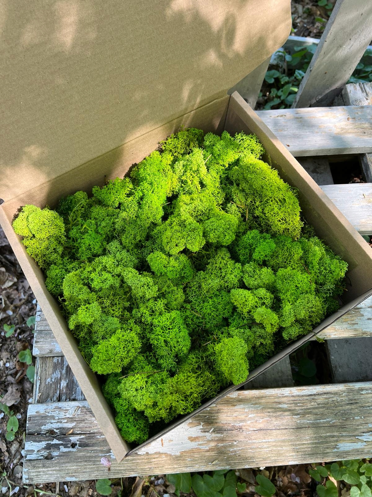 100g Chrobotek Mech reniferowy Mech ozdobny STROIK Kod producenta Mech Zielony