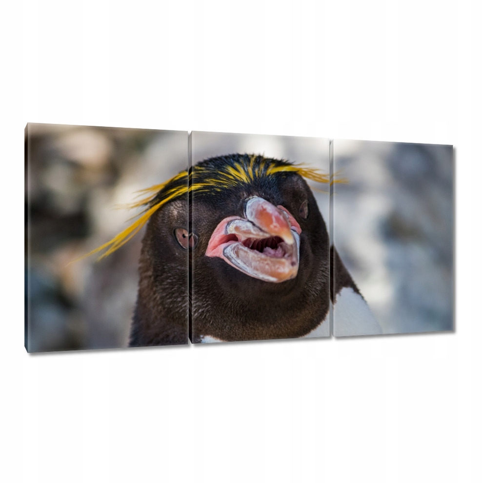 

Obrazy 120x60 Zwierzęta Zwierzątka