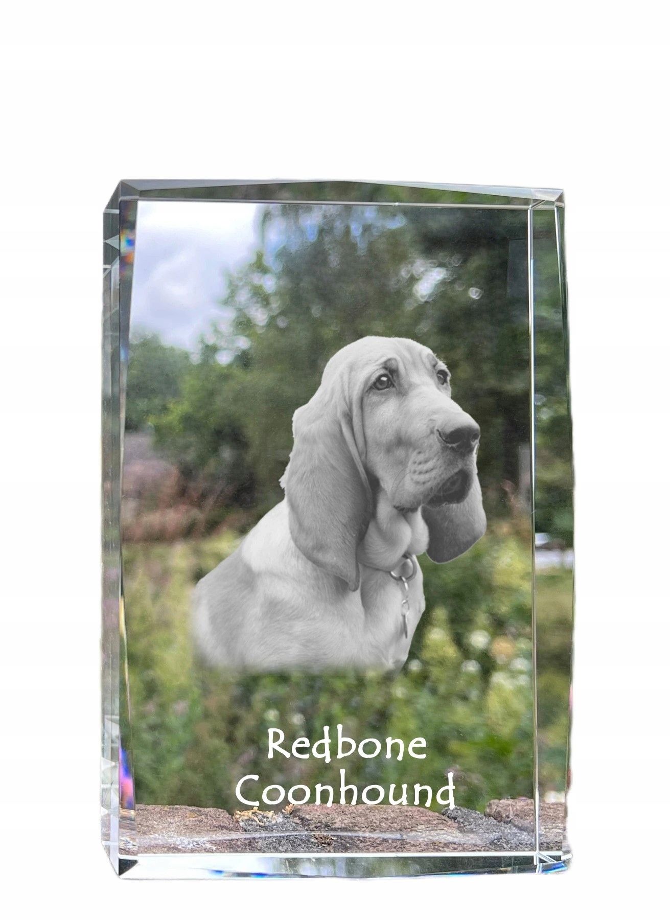 Redbone Coonhound fotografia psa v kryštáli, suvenír, trofej, poďakovanie
