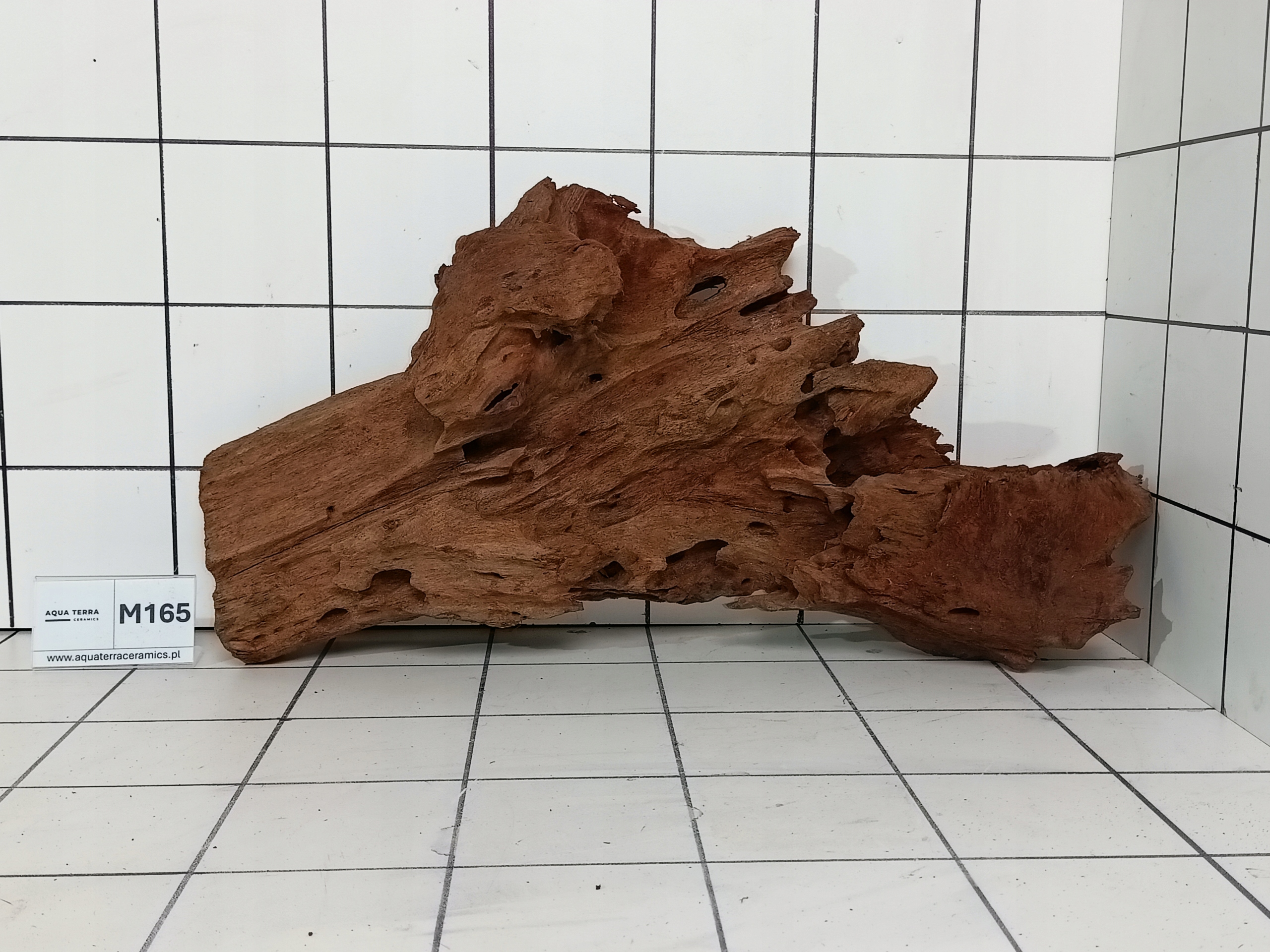 Korzeń Mangrowiec M165 (Kupujesz To Co Na Zdjęciu) Do Akwarium Terrarium