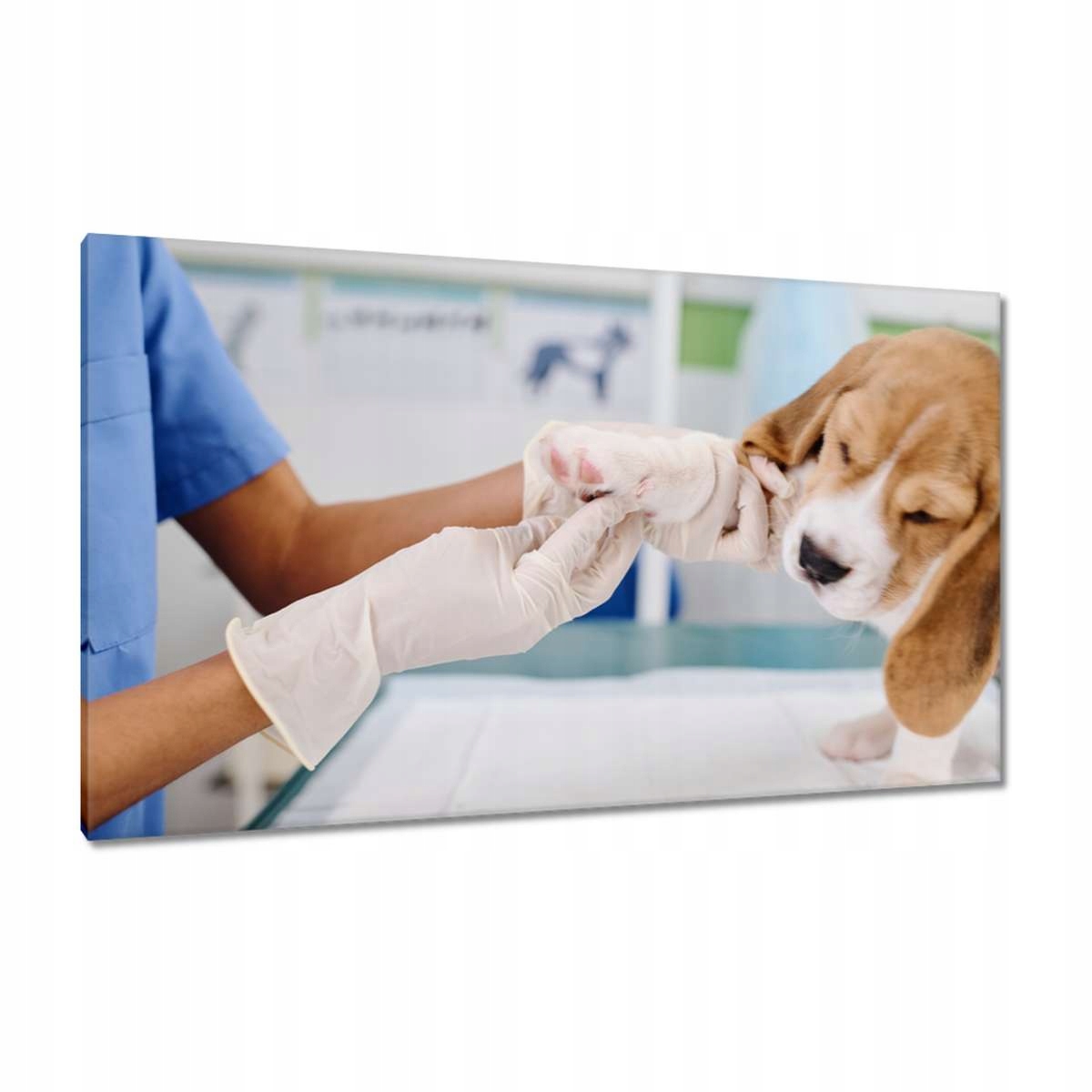 Obrazy 120x70 Veterinář pes tlapka