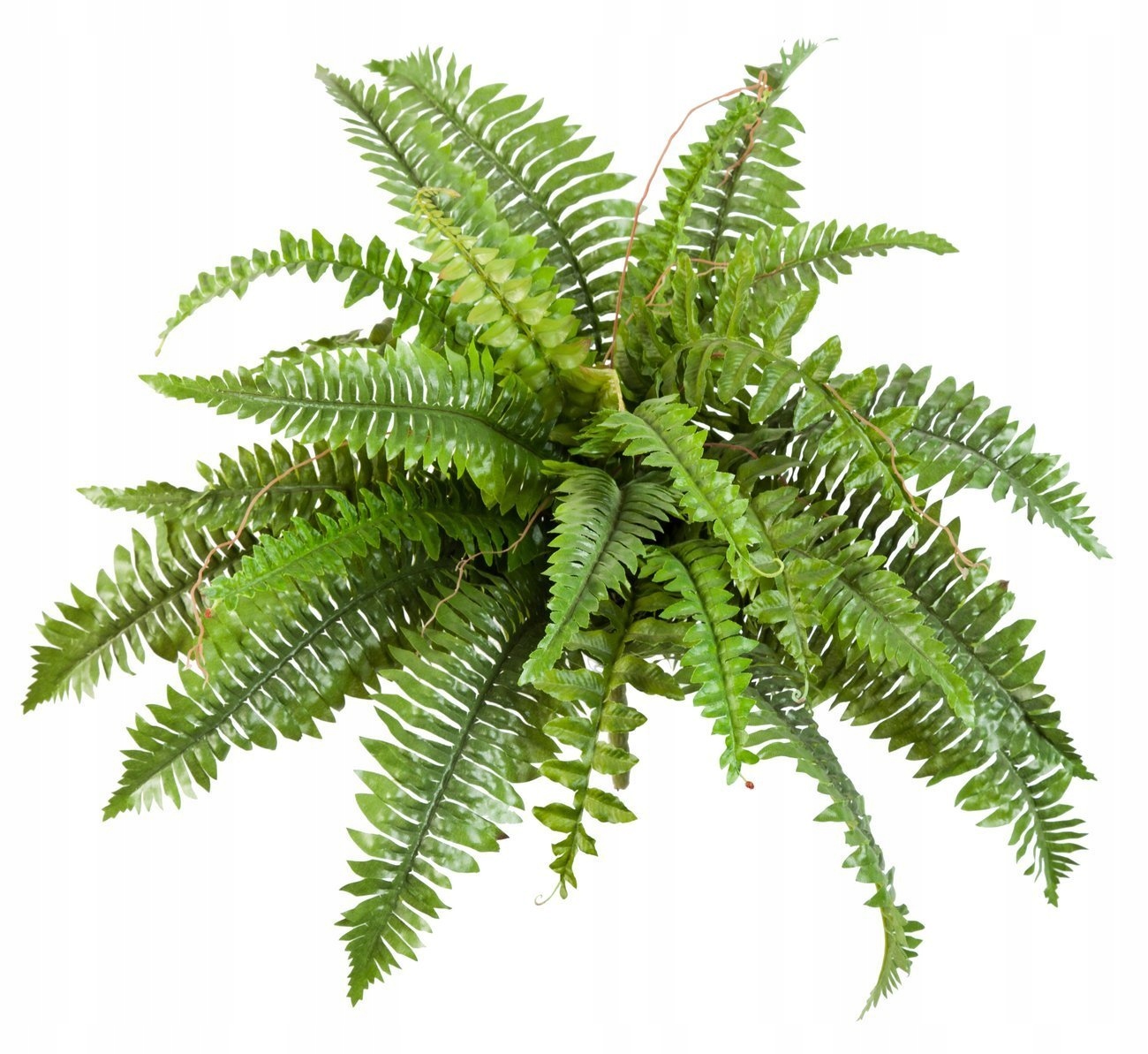 

sztuczne paprocie Boston 60 cm paprotka paproć