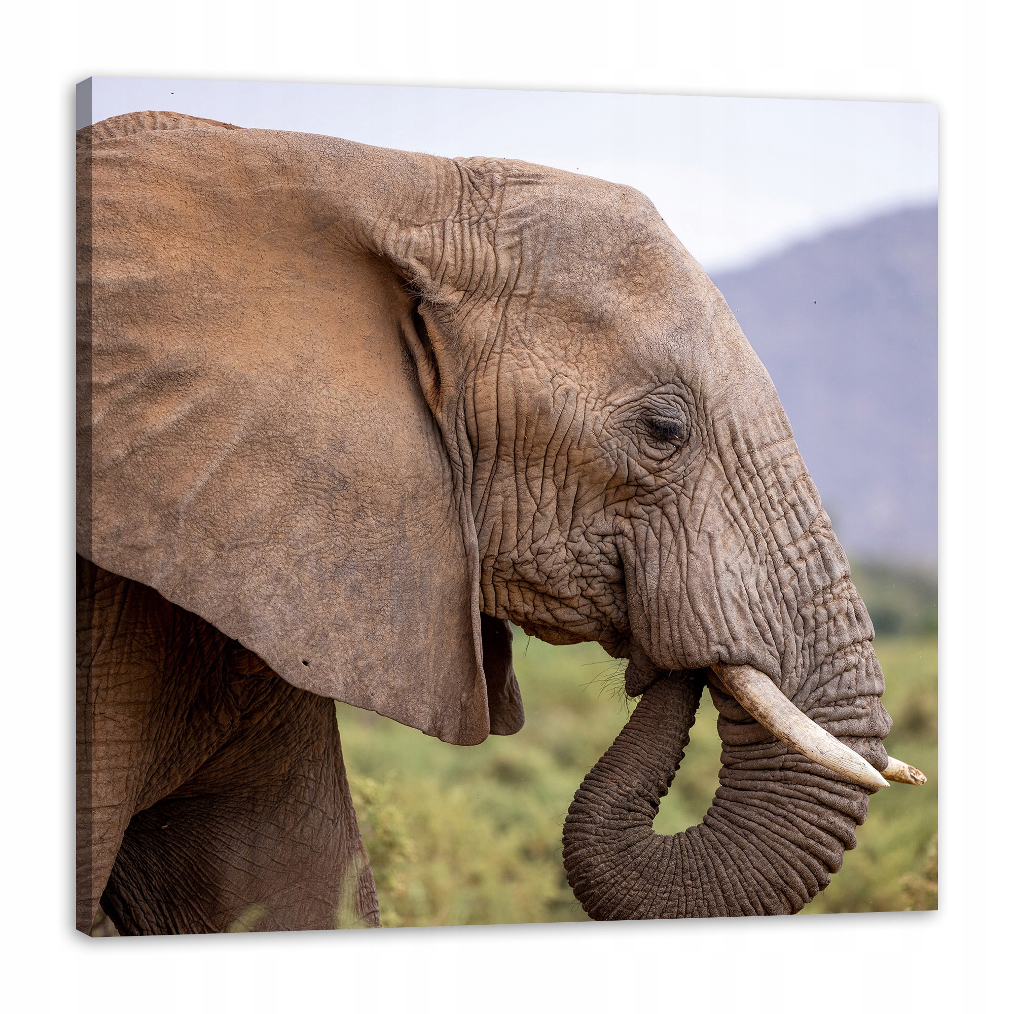 Obraz na plátně Zvířata Hlava slona 80x80 cm