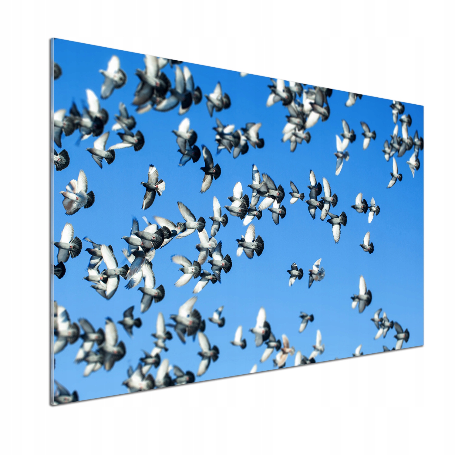 Panel dekor sklo Stádo holubov 100 x 70 cm Lepidlo