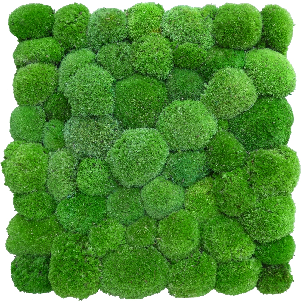 Panele z Mchu Kulistego Medium Green na Wymiar 1m2 Marka inna