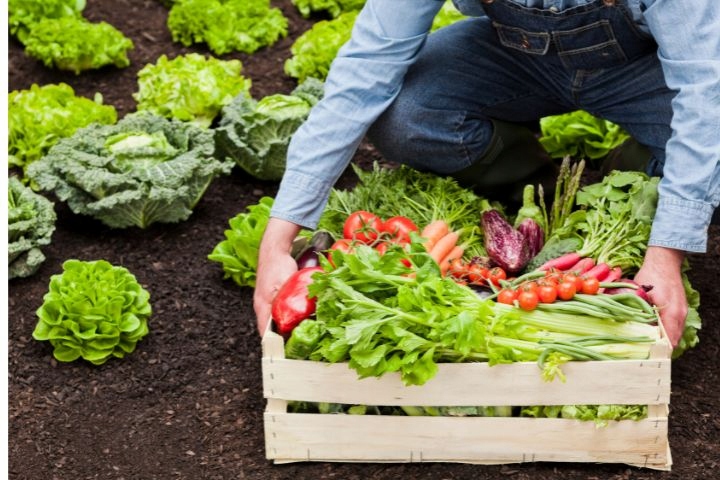 SZKLARNIA OGRODOWA POLIWĘGLAN DOMEK 1,9x1,95m 3,61m2 OCHRONA UV EAN (GTIN) 5905842511637