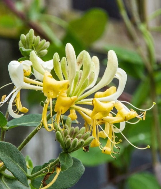 WICIOKRZEW HALLS PROLIFIC SZYBKA OZDOBA ŚCIAN I PERGOL