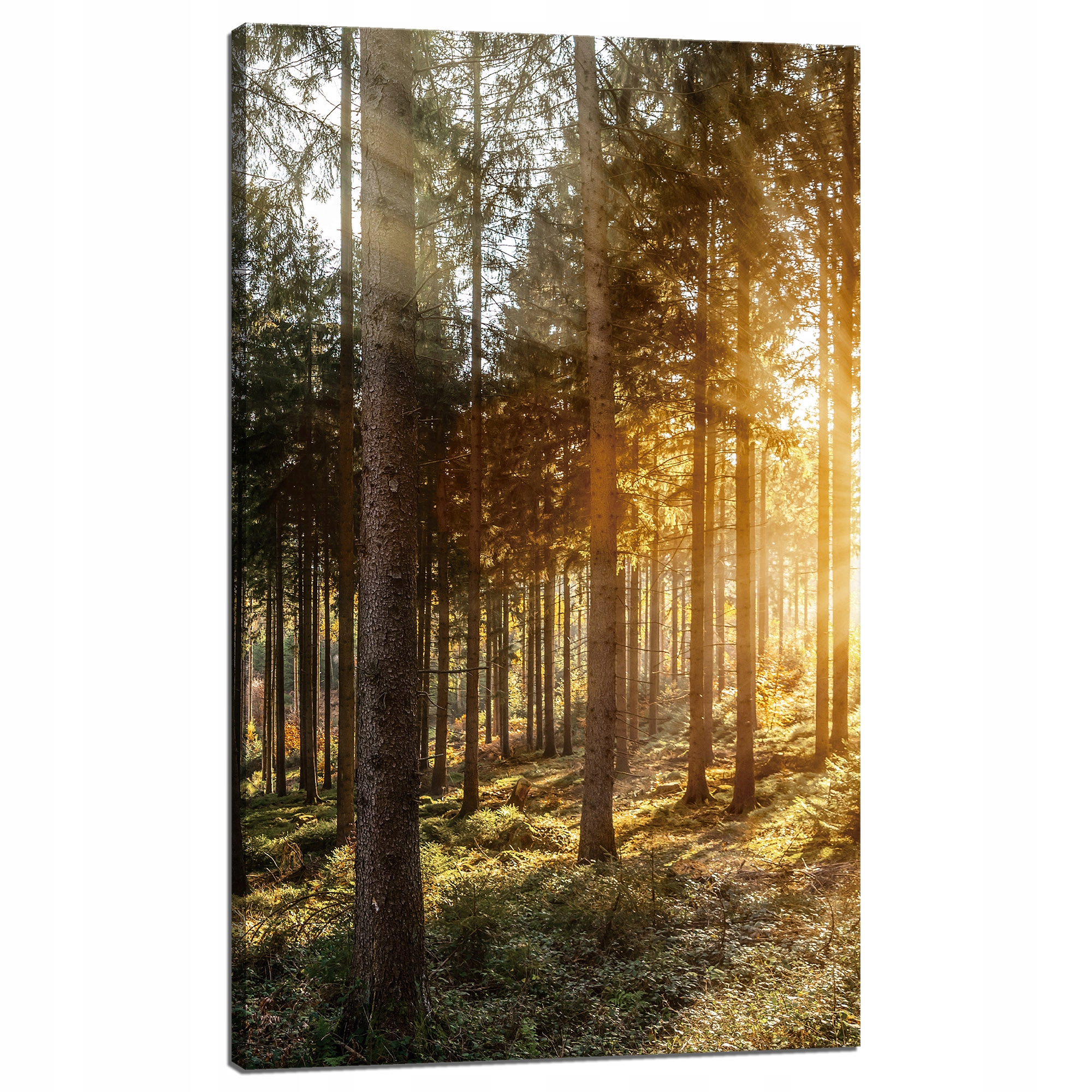 Obraz na plátně Břízy Stromy Slunce Ráno 60x100 cm