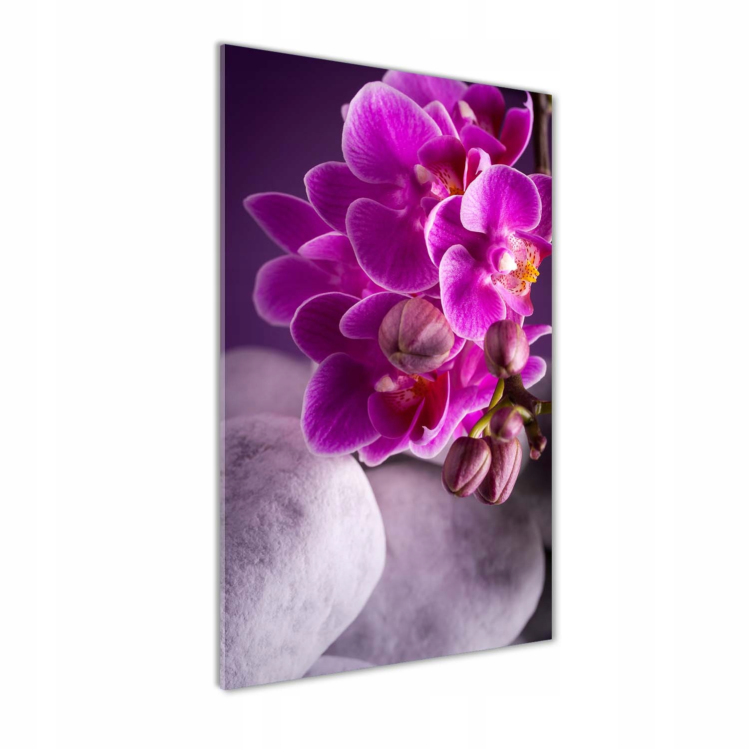 

Foto obraz szkło akrylowe Różowa orchidea 70x140cm