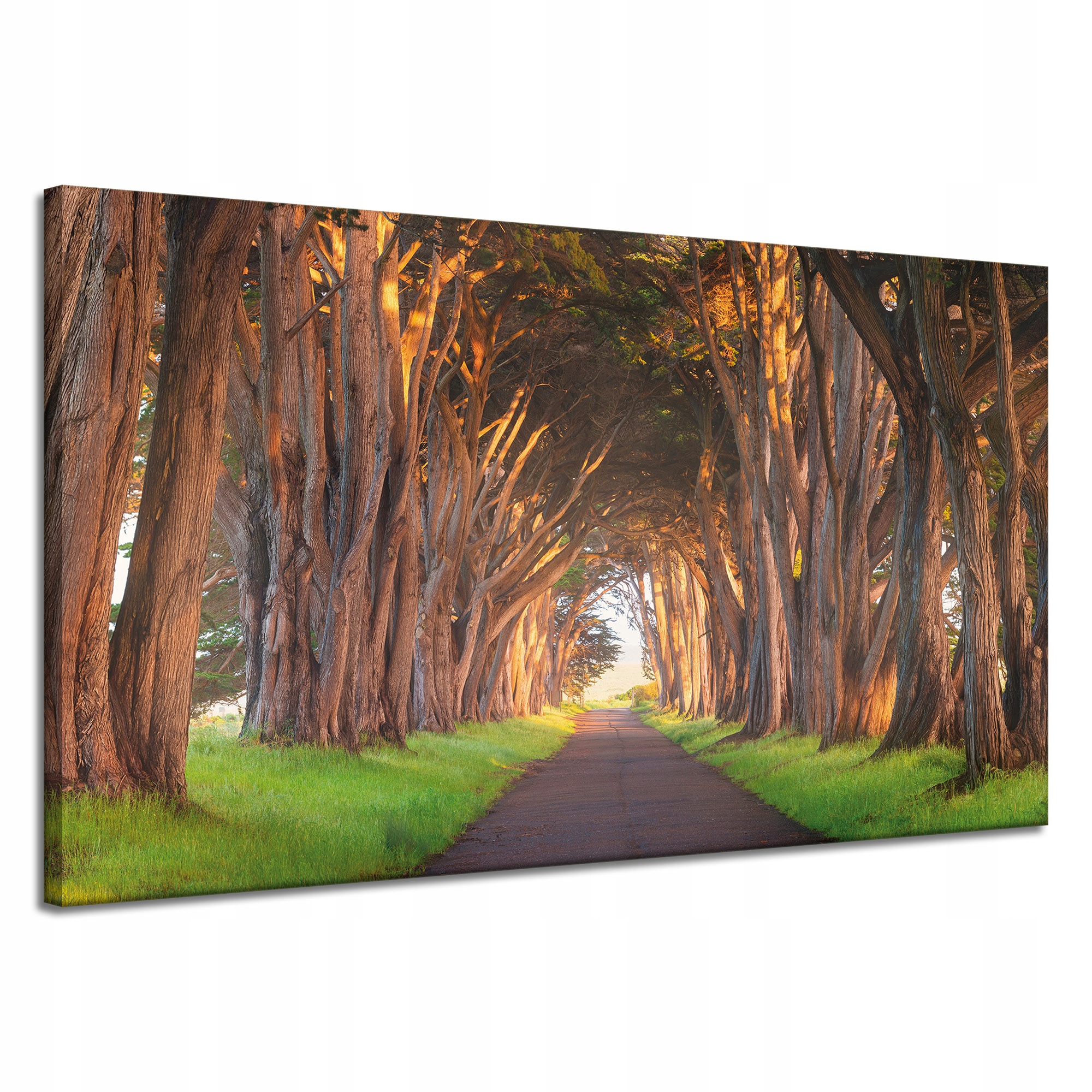Obraz na plátně Cesta mezi stromy Příroda 120x70 cm Ideální jako dárek