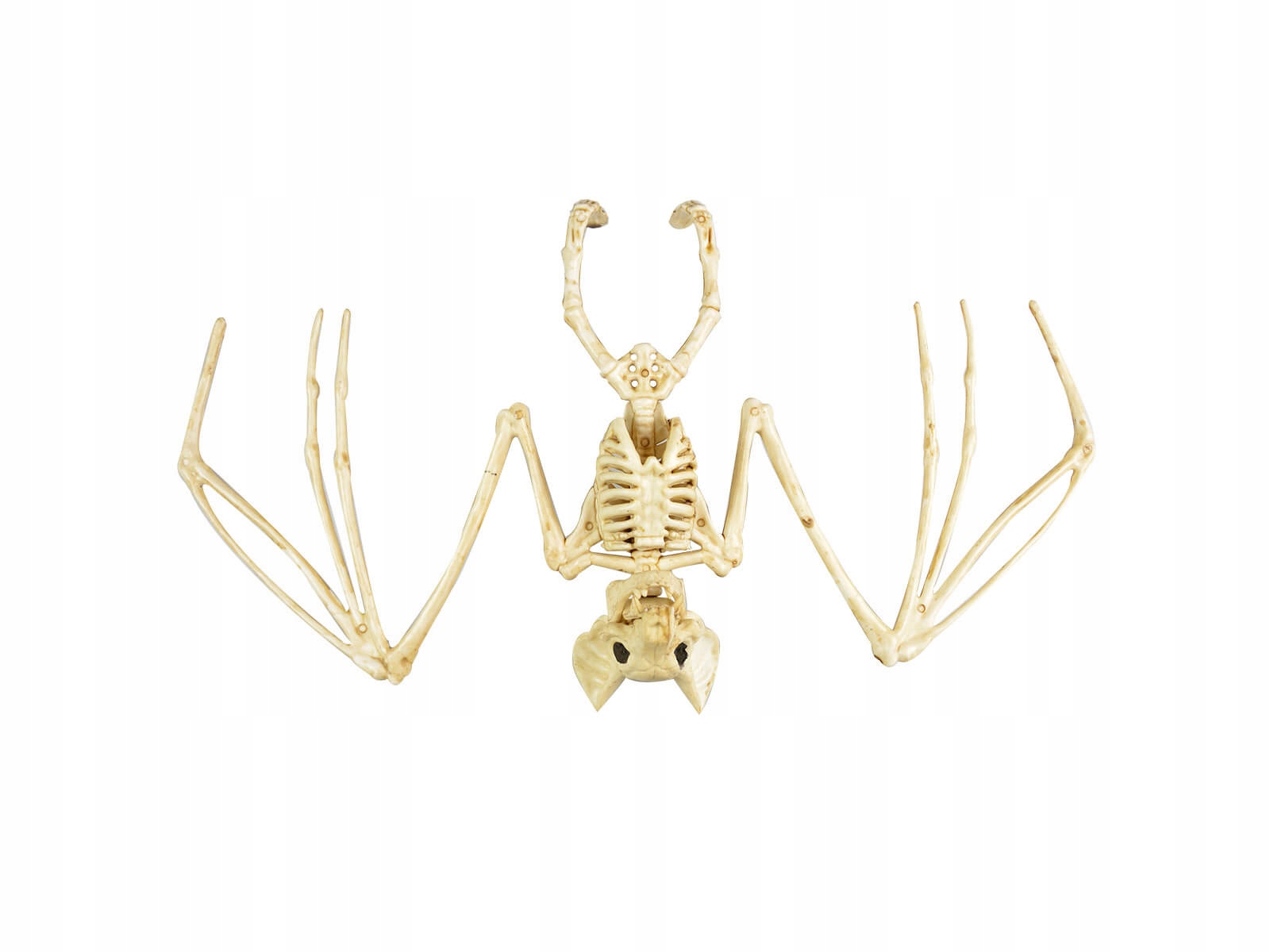 

Szkielet nietoperza dekoracja na Halloween 30cm