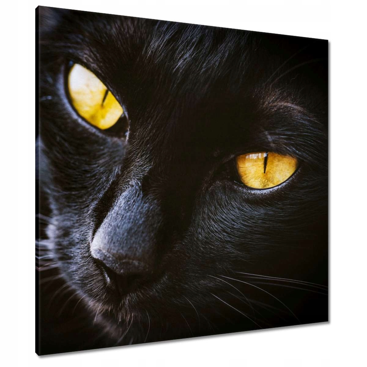 Obrazy 80x80 Kočka Kotě Kočky