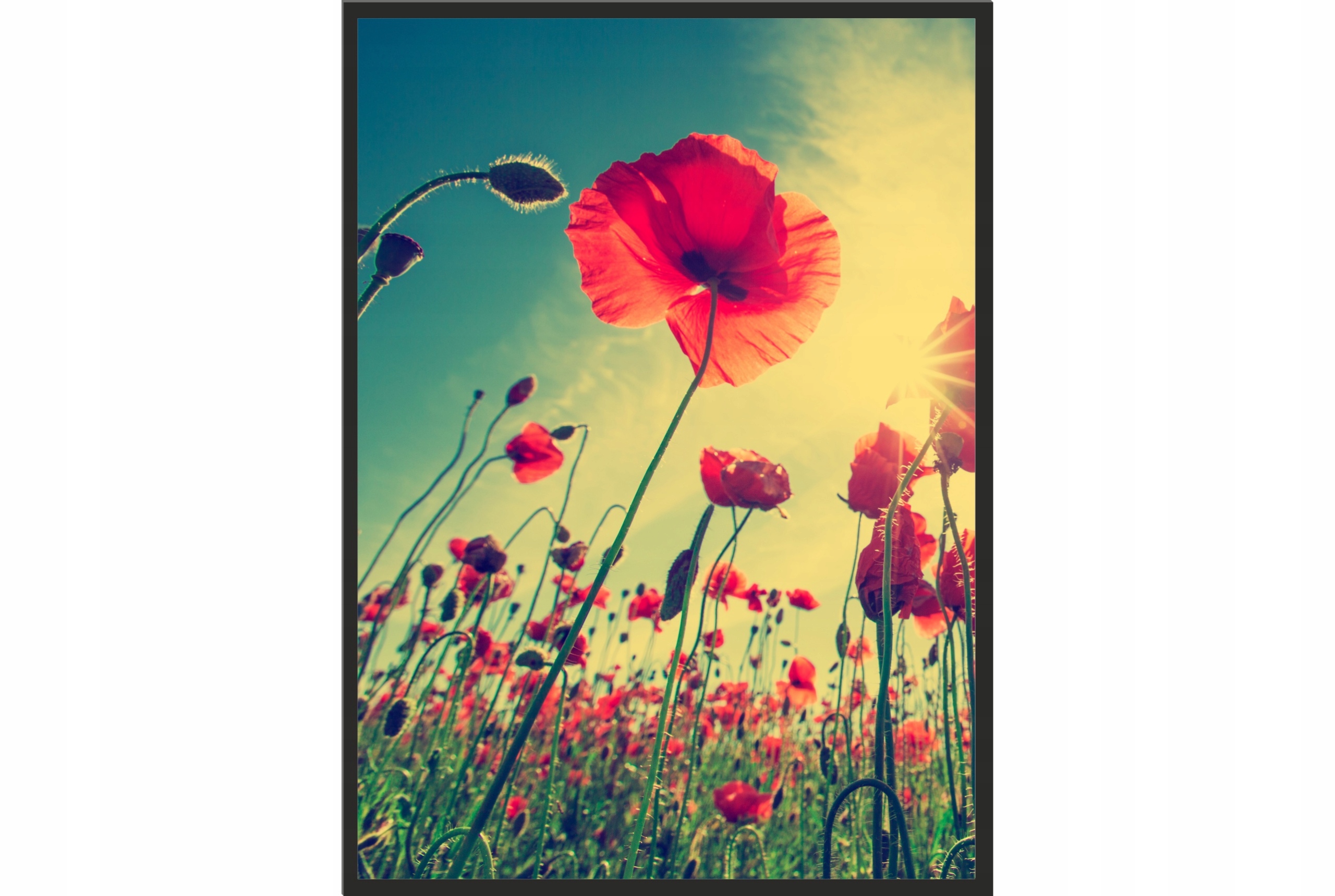 

Obraz plakat 70x50 maki łąka natura poster