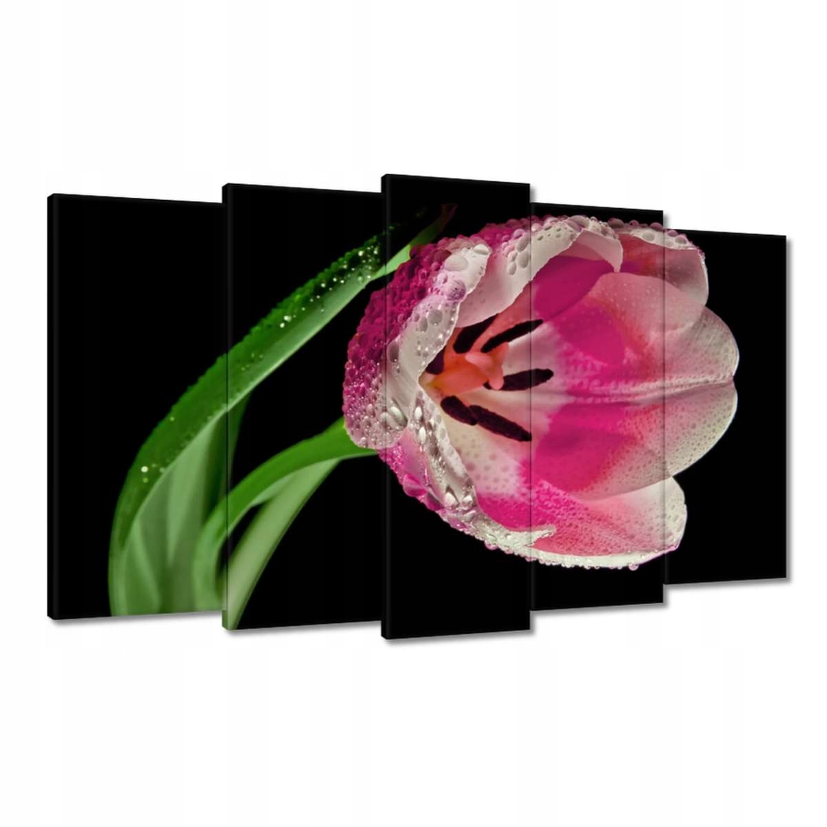 Obrazy 100x60 Růžový tulipán