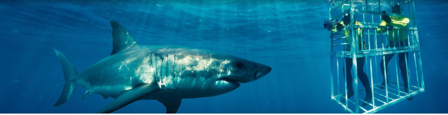 ZESTAW MASKA I FAJKA DO NURKOWANIA OKULARY RURKA PŁETWY Marka inna