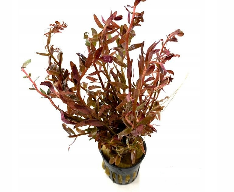 INVITAL Rotala 