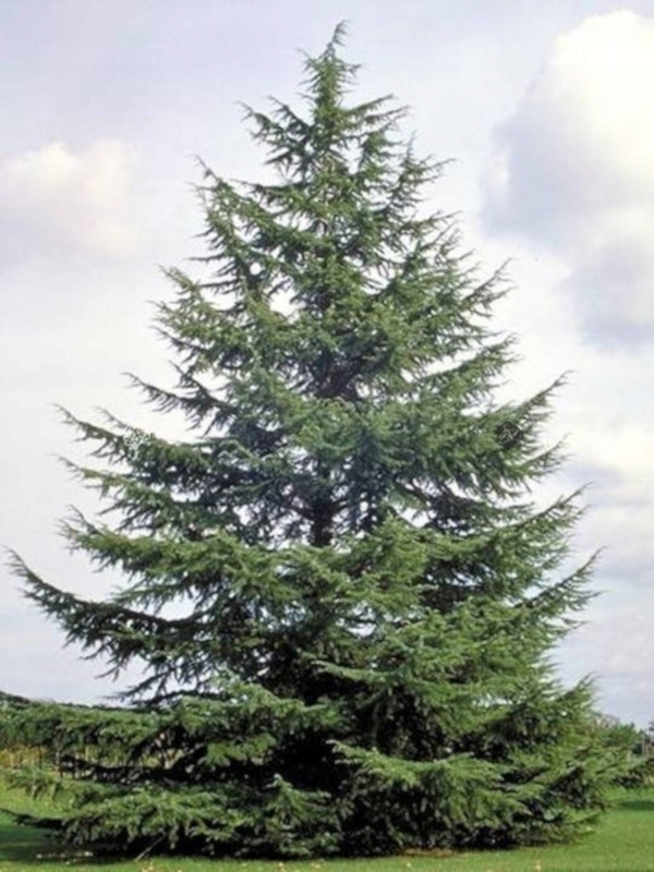 CEDR ATLASKI CEDRUS - sadzonki w doniczkach Nazwa łacińska inna