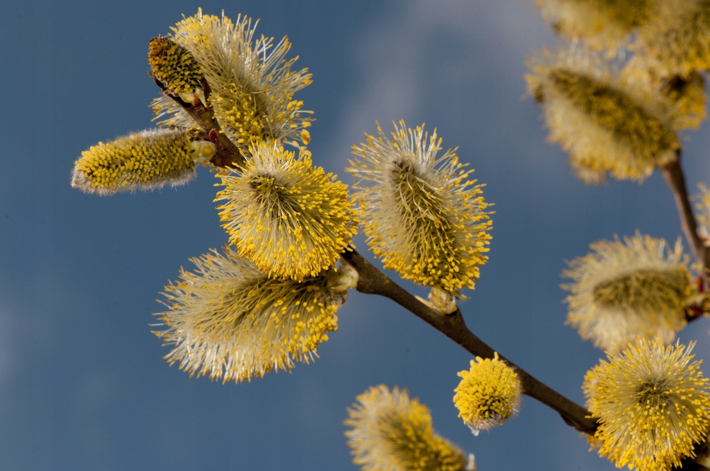 Дерево верба фото и описание. Salix caprea. Ива Козья цветение. Пыльца ивы. Тальник цветёт пыльца.