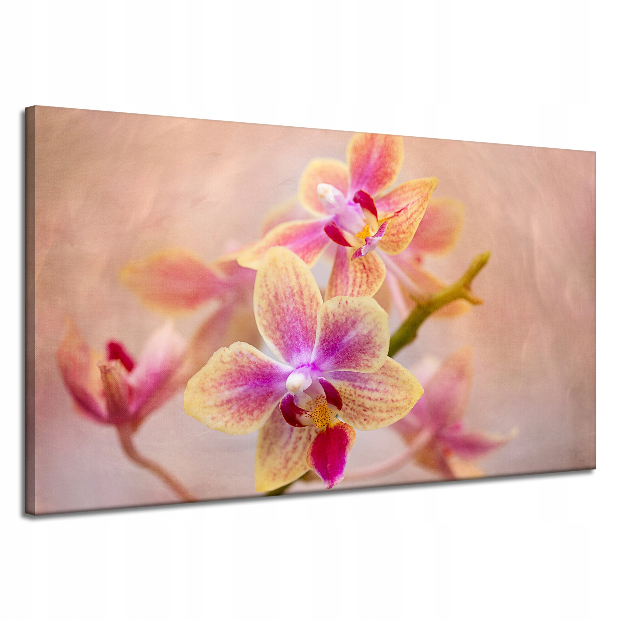 Obraz na plátně Botanika Orchidej 120x70