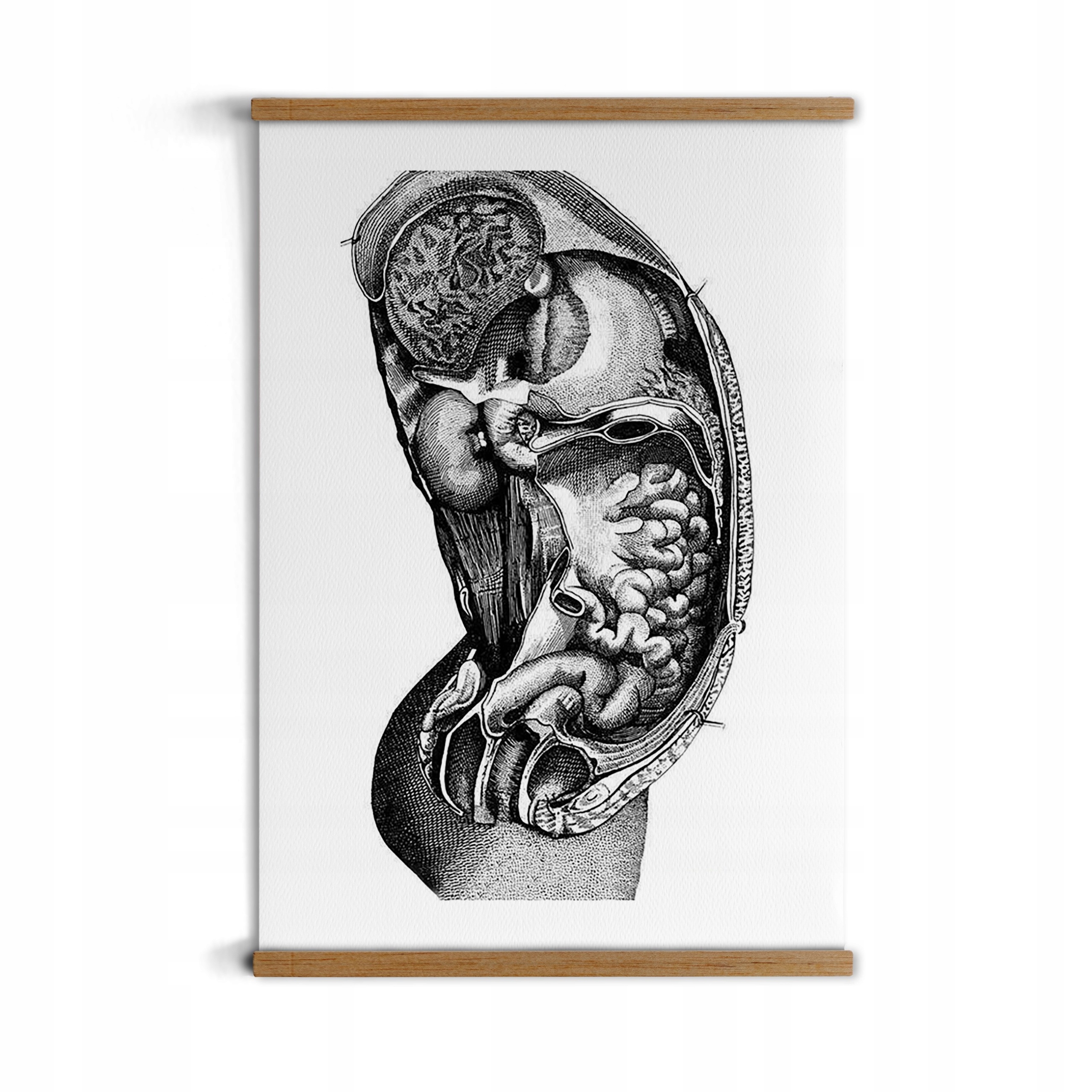 

Anatomia narządy A4 poster z zawieszką