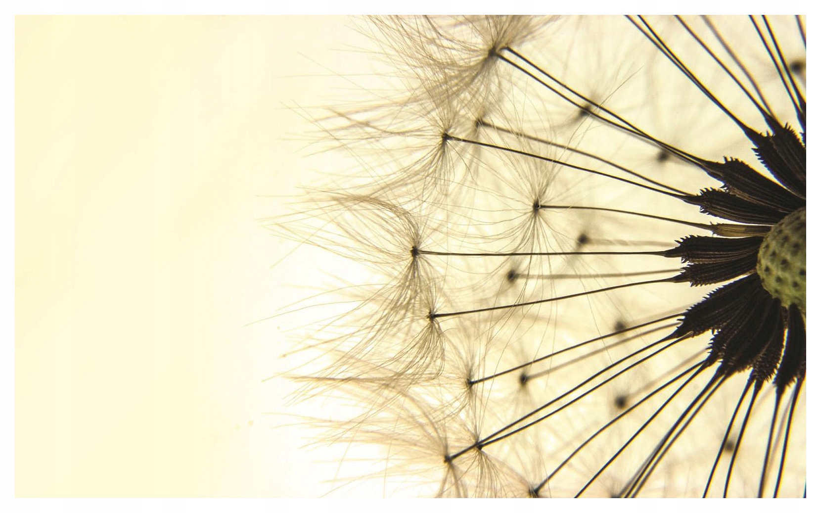 Fototapeta Kuličky foukače Jemnost a elegance v letu 200x140 lepidlo