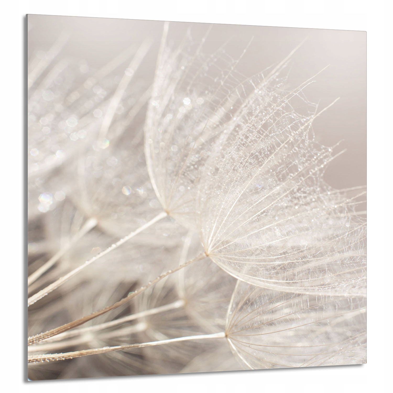 Skleněný Panel Do Kuchyně 60x65 Květina Tvrzené Sklo