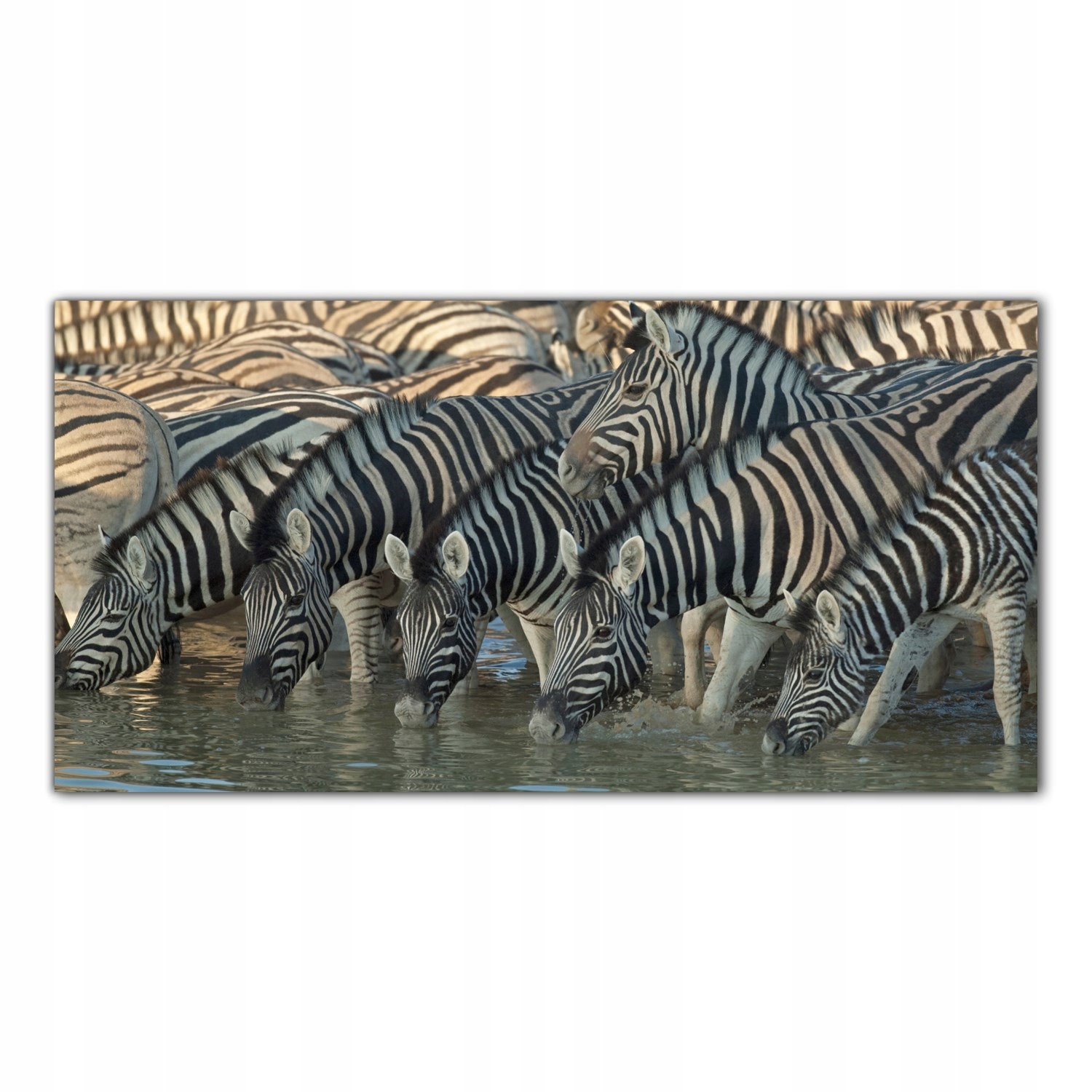 

Obraz na szkle Foto Zebra Afryka Zwierzę 120x60