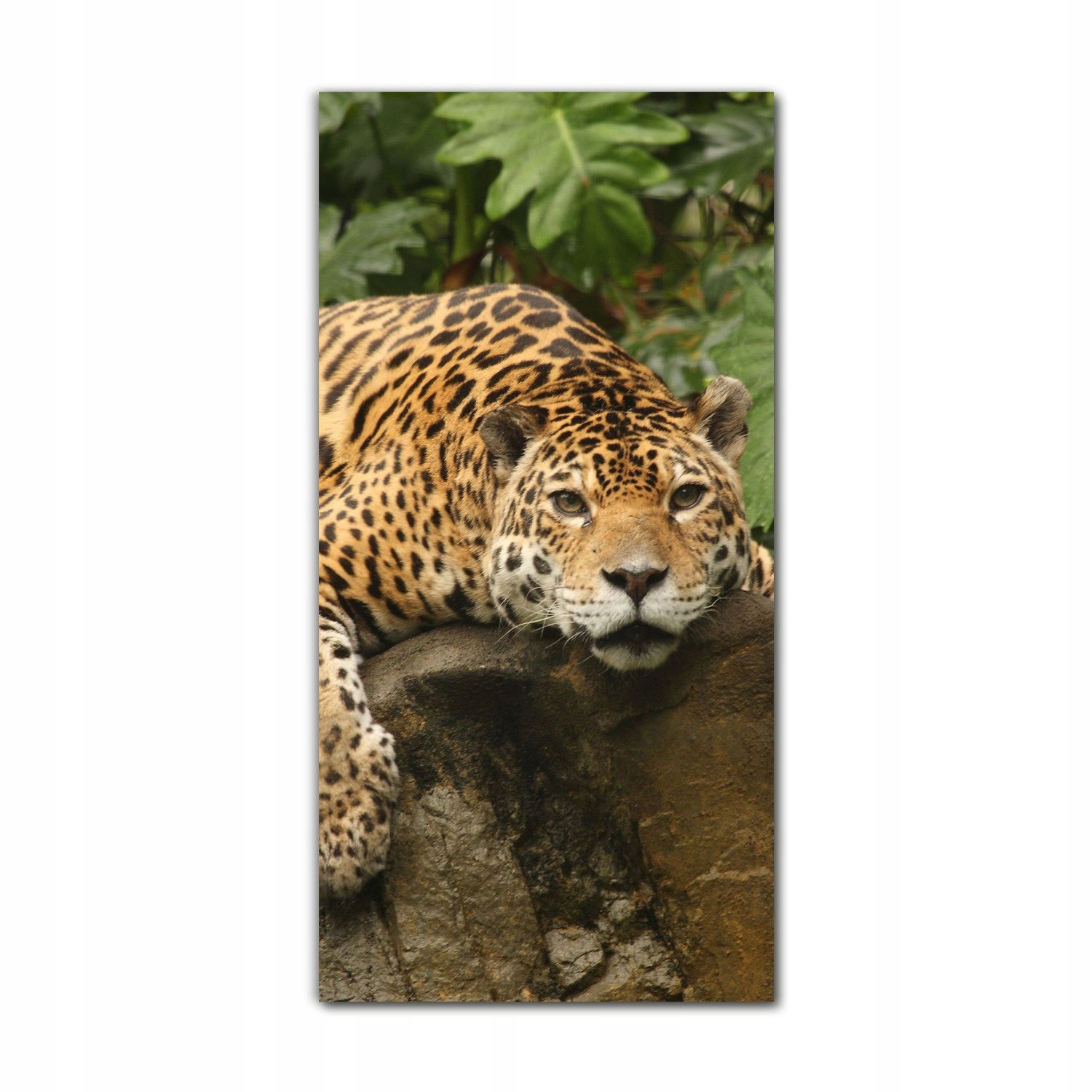 

Obraz szklany ścienny do kuchni 60x120 Jaguar kot