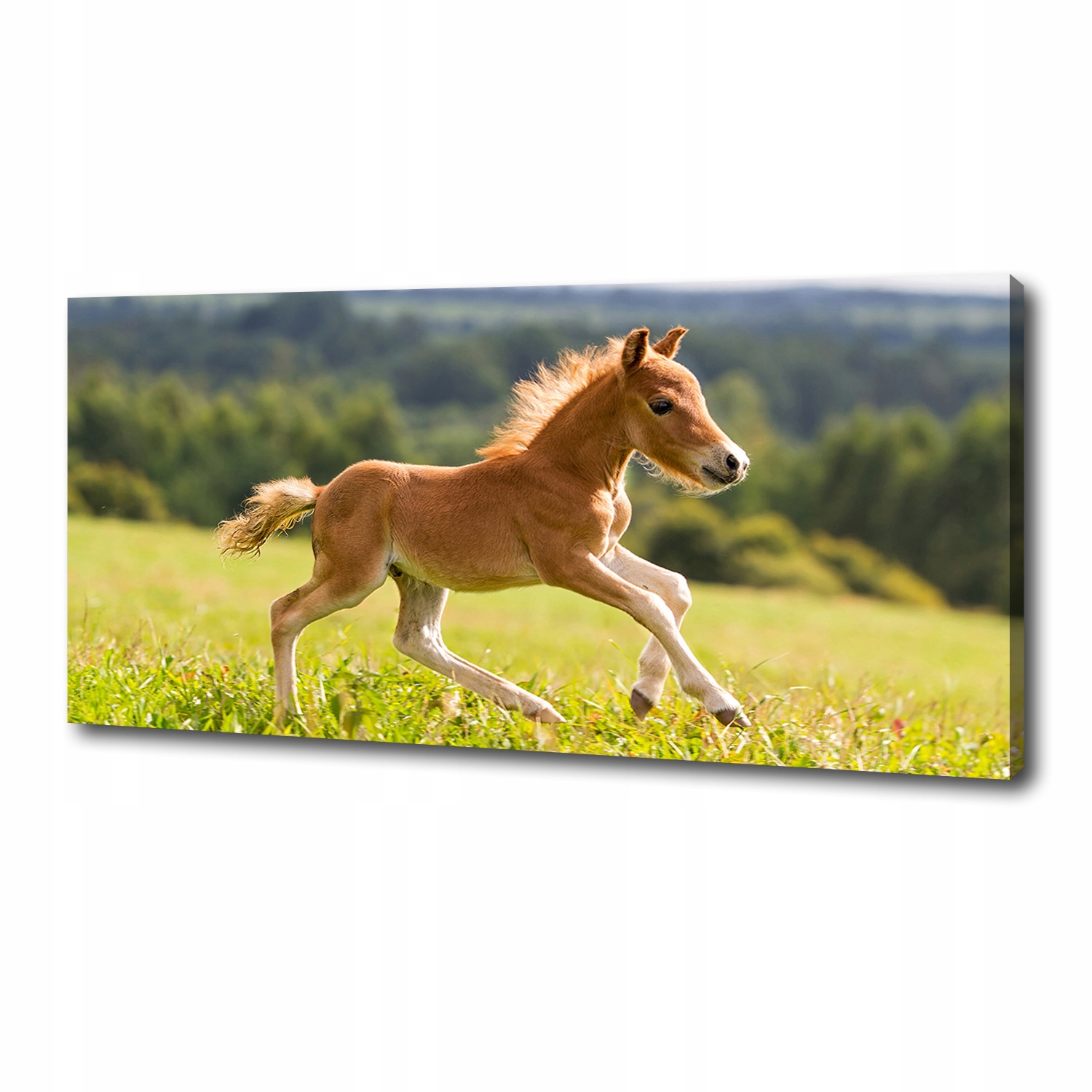 

Foto obraz na płótnie Źrebię w galopie 125x50 cm